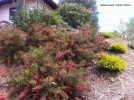 Grevillea rosmarinifolia 'Scarlet Sprite' - blooming