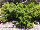 Grevillea rosmarinifolia 'Scarlet Sprite'