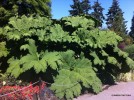 Gunnera tinctoria 2