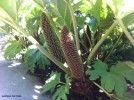 Gunnera tinctoria - flower