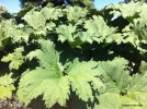 Gunnera tinctoria - foliage