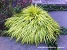 Hakonechloa macra 'Aureola' 1