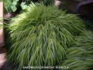 Hakonechloa macra 'Aureola'