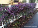 Hardenbergia violacea 'Canoelands' - blooming