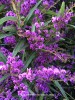 Hardenbergia violacea 'Conoelands' - blossom