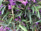 Hardenbergia violacea 'Conoelands' - foliage