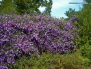 Hardenbergia violacea - blooming