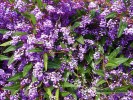 Hardenbergia violacea - blossom