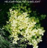 Helichrysum petiolare 'Limelight'