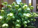 Hellebore white hybrid - blossom