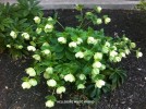 Hellebore white hybrid