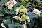 Helleborus 'HGC Champion' - blossom