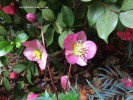 Helleborus 'Penny's Pink' - blossom