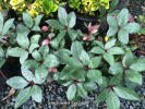 Helleborus 'Pink Frost'