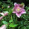 Helleborus o 'Tutu' - blossom