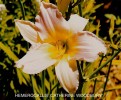 Hemerocallis 'Catherine Woodbury'