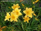 Hemerocallis hybrid 2