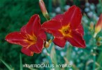 Hemerocallis hybrid 3