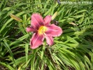 Hemerocallis hybrid - blossom 1