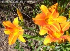 Hemerocallis hybrid - blossom