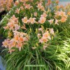 Hemerocallis hybrid - peacha