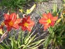 Hemerocallis hybrid - red