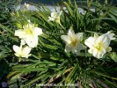 Hemerocallis hybrid  - white