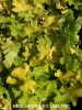 Heuchera 'Key Lime'