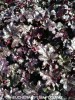 Heuchera micrantha 'Palace Purple' - foliage