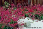 Heuchera sanguinea