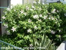 Hibiscus rosa-sinensis hybrid 1