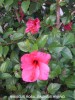 Hibiscus rosa-sinensis hybrid - blossom 1