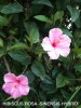 Hibiscus rosa-sinensis hybrid - blossom