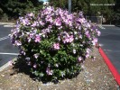 Hibiscus syriacus 'Aphrodite' - blooming