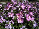 Hibiscus syriacus 'Aphrodite' - blossoms