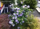 Hibiscus syriacus 'Blue Bird - blooming