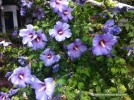 Hibiscus syriacus 'Blue Bird' - blossom