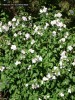 Hibiscus syriacus 'Blushing Bride' - bloomig