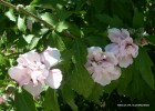 Hibiscus syriacus 'Blushing Bride' - blossom