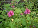 Hibiscus syriacus 'Collie Mullens' - blossom