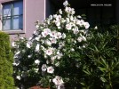 Hibiscus syriacus 'Helene' - blooming