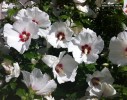 Hibiscus syriacus 'Helene' - blossom 1