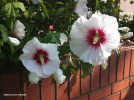 Hibiscus syriacus 'Helene' - blossom