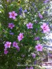 Hibiscus syriacus 'Hollandia' 1