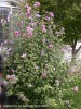 Hibiscus syriacus 'Hollandia' 2