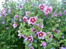 Hibiscus syriacus 'Hollandia' - blossom