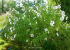 Hibiscus syriacus 'Red Heart' - blooming