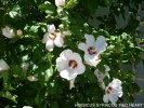 Hibiscus syriacus 'Red Heart'