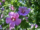 Hibiscus syriacus 'Violet Satin' - blossom