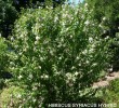 Hibiscus syriacus hybrid 1